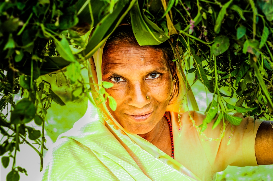 Women carries fodder for her cattle in Varanasi. India.