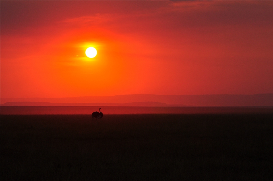 It is a mellow surrender towards beauty that makes us beautiful. A resting ostrich before the sunset is benevolent, enthralling and calm.