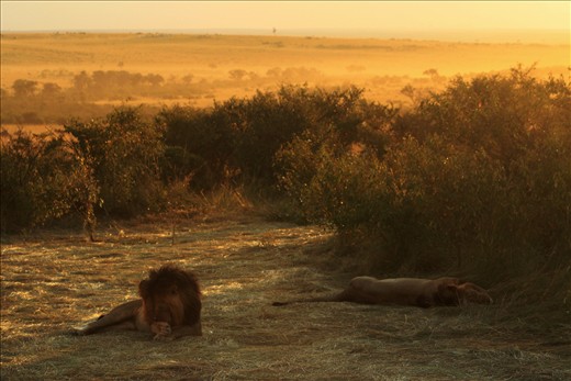 He doesn't kill when he is not hungry.Take a break,relax,my friend.This is what is called the Big Cat-Nap!