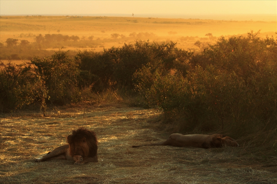 He doesn't kill when he is not hungry.Take a break,relax,my friend.This is what is called the Big Cat-Nap!