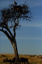 wild wide awake:one barren land,a mystic tree,the wildebeest grazing,and a wise vulture observing like Time looking at the flow of life.: by livemorelives, Views[513]