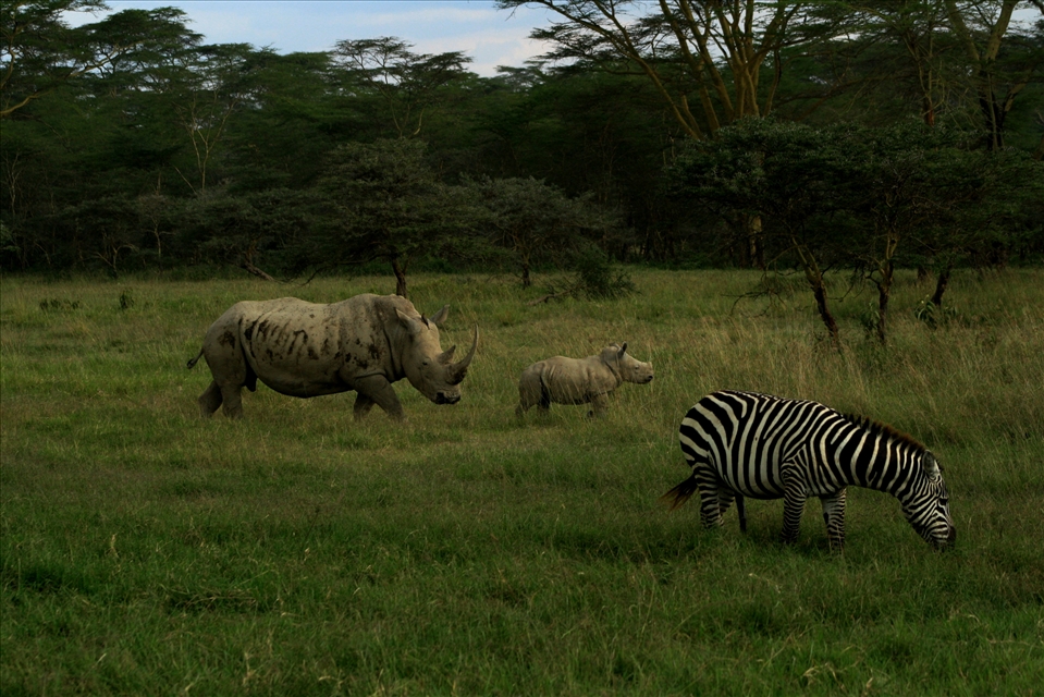 She is out with her baby for the lunch. The baby plays around. She is alert and caring. She sees her stripped neighbor. She knows there is a lot of food for everyone, for every stripe, colors, and races. Though she is powerful and well-equipped, but she doesn't make her neighbor leave the table. After all they are munching mates!