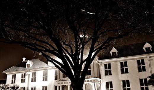 Old Tree - Old part of our city (Jakarta)