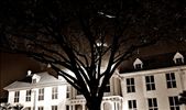 Old Tree - Old part of our city (Jakarta): by livinglifesofree, Views[349]
