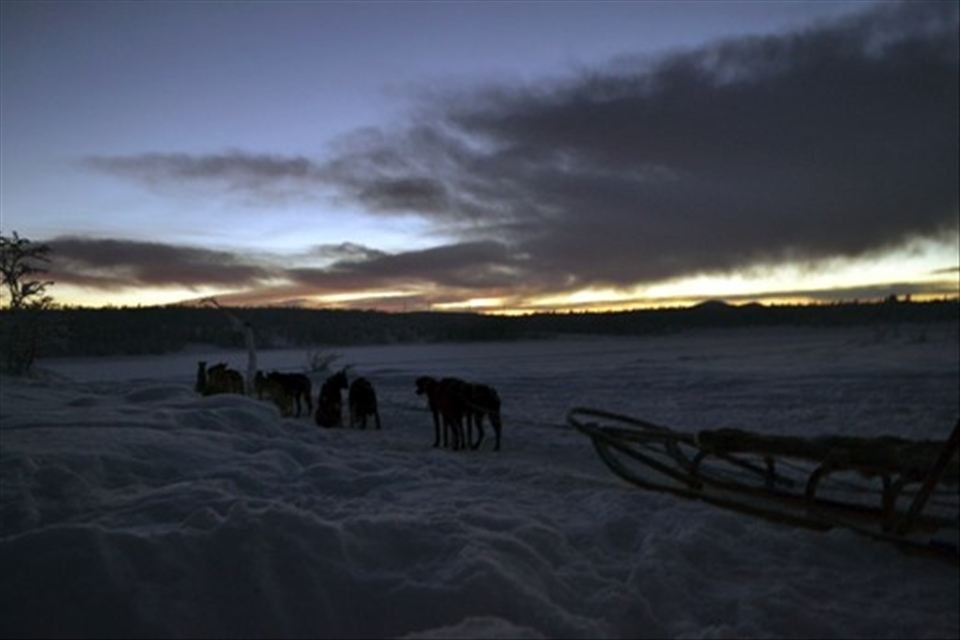 Tourism has encouraged the fascination of the Sami people with many tours including husky/dog sledding. Many of the tours will take you out into the snowy wilderness where you cannot see anything but snow and trees.