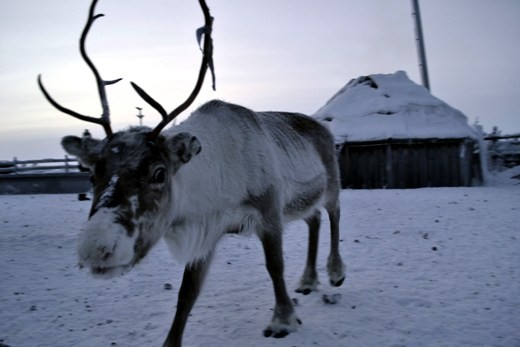 Sami herders work and live very closely to their Reindeer, which has made the Reindeer very friendly, unafraid, and inquisitive of humans unlike farmed deer in other parts of the world. The Sami herders keep warm by making a fire in their wooden huts with the Reindeer roaming around outside. The Sami hut has a sloping roof to let the snow slowly slide off the sides, with a small hole in the top for the smoke to escape.