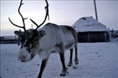 Sami herders work and live very closely to their Reindeer, which has made the Reindeer very friendly, unafraid, and inquisitive of humans unlike farmed deer in other parts of the world. The Sami herders keep warm by making a fire in their wooden huts with the Reindeer roaming around outside. The Sami hut has a sloping roof to let the snow slowly slide off the sides, with a small hole in the top for the smoke to escape.: by livvy, Views[750]