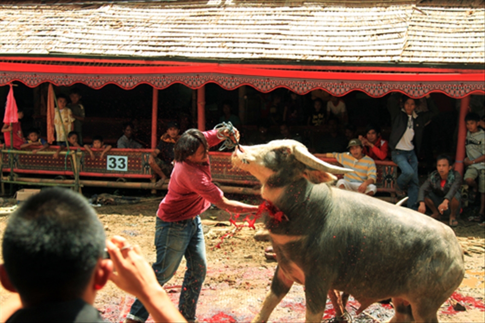 Family of the late kill buffalos to feed the guests