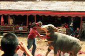 Family of the late kill buffalos to feed the guests: by liyaliyaliya, Views[188]