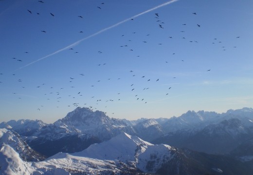 Suddenly the sky is awash with birds gliding over the mountains, bisected by a single condensation trail. At Rifugio Lagazuoi.