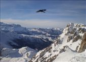 A lone bird soars over the snow capped peaks of the Dolomites at Rifugio Lagazuoi, capturing the feeling of being all alone and on top of the world.: by lize86, Views[436]