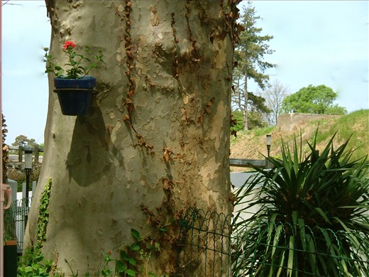 Flower Pot with a View! Grand stand view of a cultural gastronomic affair ! 