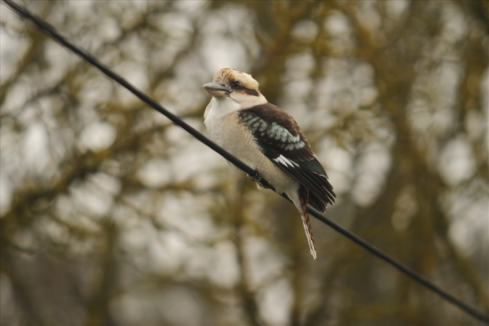 Fluffy kookaburra on a winters morning 