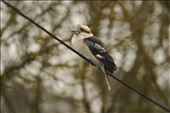 Fluffy kookaburra on a winters morning : by lizwatkins, Views[461]