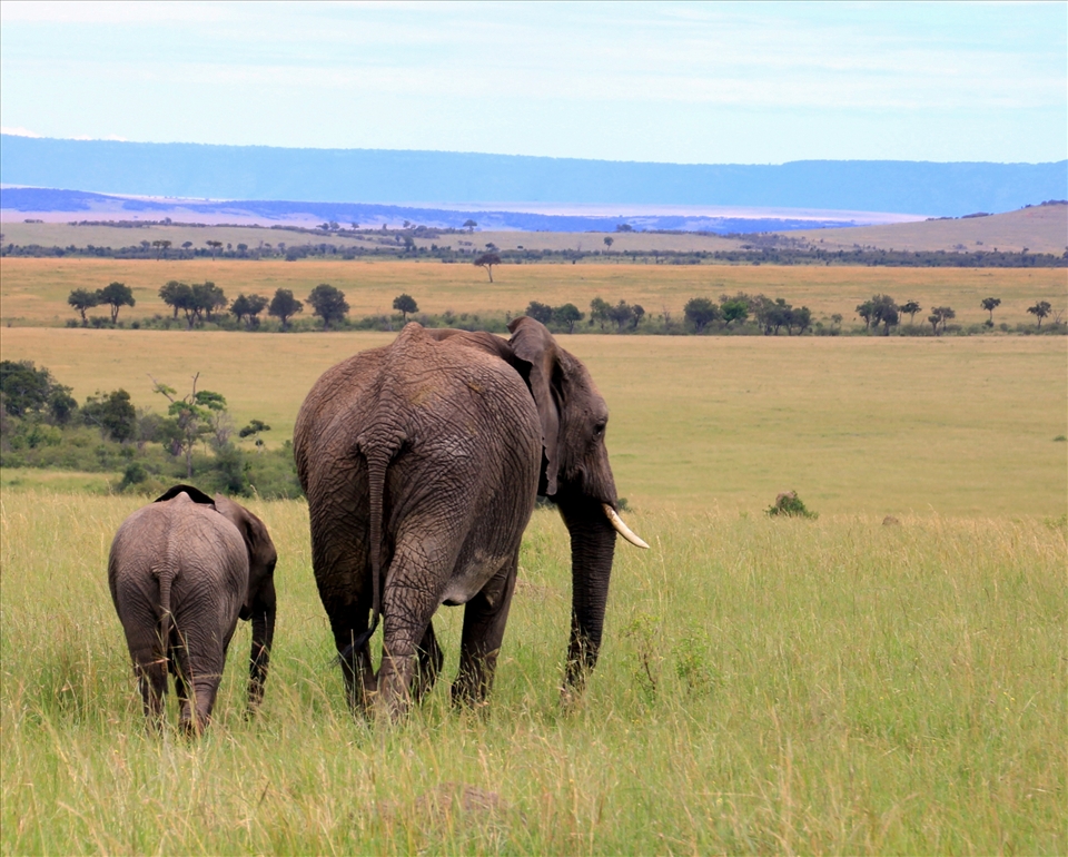 The greatest love. Masai Mara National Reserve, Kenya.