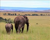 The greatest love. Masai Mara National Reserve, Kenya.: by llynal, Views[293]