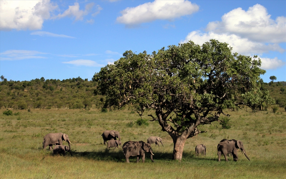 Size matters. Masai Mara National Reserve, Kenya.