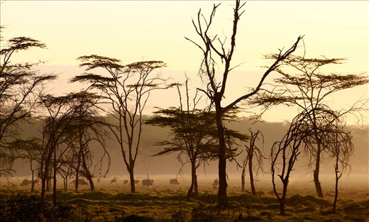 Sleepy morning. Masai Mara National Reserve, Kenya.