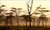 Sleepy morning. Masai Mara National Reserve, Kenya.: by llynal, Views[265]