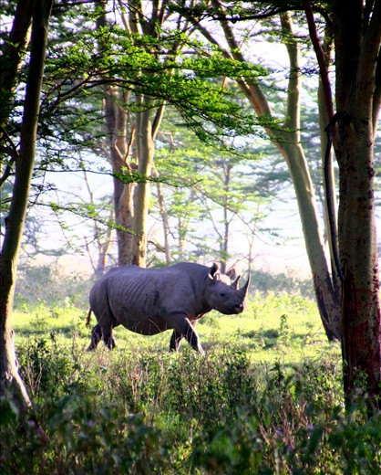 A thing of beauty. Masai Mara National Reserve, Kenya.