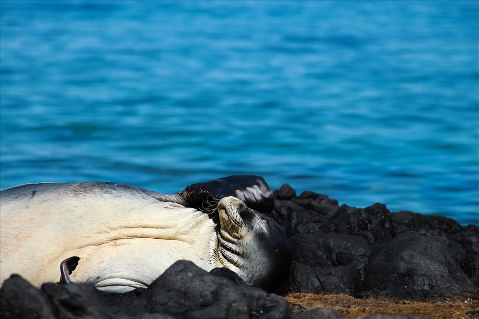 While on one of the beaches in Maui a rare Hawaiian Monk Seal came ashore