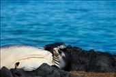 While on one of the beaches in Maui a rare Hawaiian Monk Seal came ashore: by lmmonfeli, Views[310]