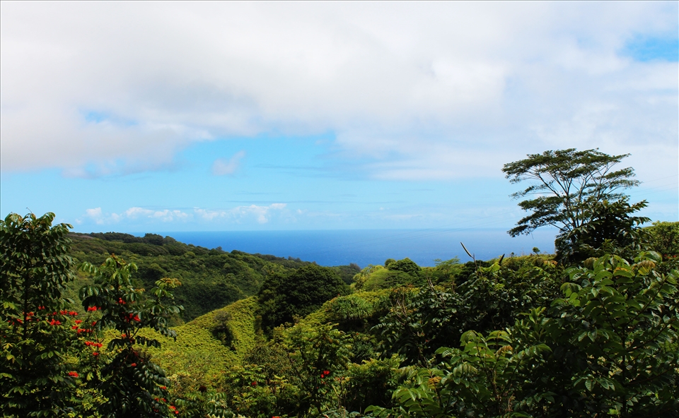 On the Road to Hana