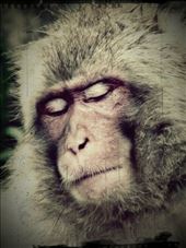 Meditation, bliss: by lokodizsolt, Views[778]