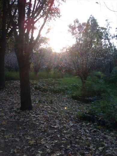 Los viveros de Coyoacán