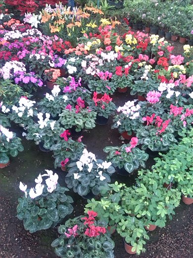 Los viveros de Coyoacán donde se puede visitar o comprar plantas.