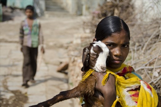 Bijaipur, Rajasthan. A young goat herder makes her way through the village of Bijapur, corralling the goats through the narrow cobbled streets. Cradled in her arms, an injured goat is undoubtedly cherishing the much needed lift.