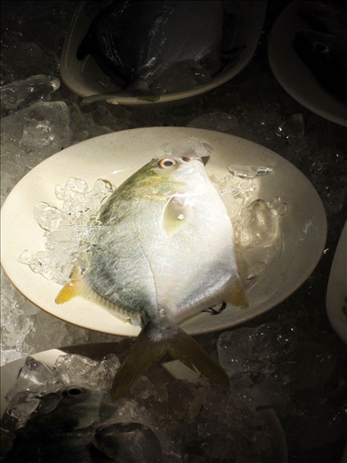 One of many, highlighted in the afternoon sun at the Lei Yu Mun Fish Market 