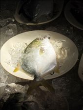 One of many, highlighted in the afternoon sun at the Lei Yu Mun Fish Market : by lor_lor201, Views[247]