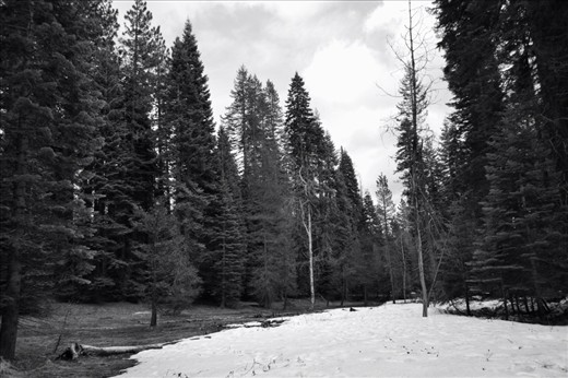 Snow Veil
During this trip we saw waterfalls, deer, burned Sequoias and, as portrayed in this picture, the last remains of a snowy season.
