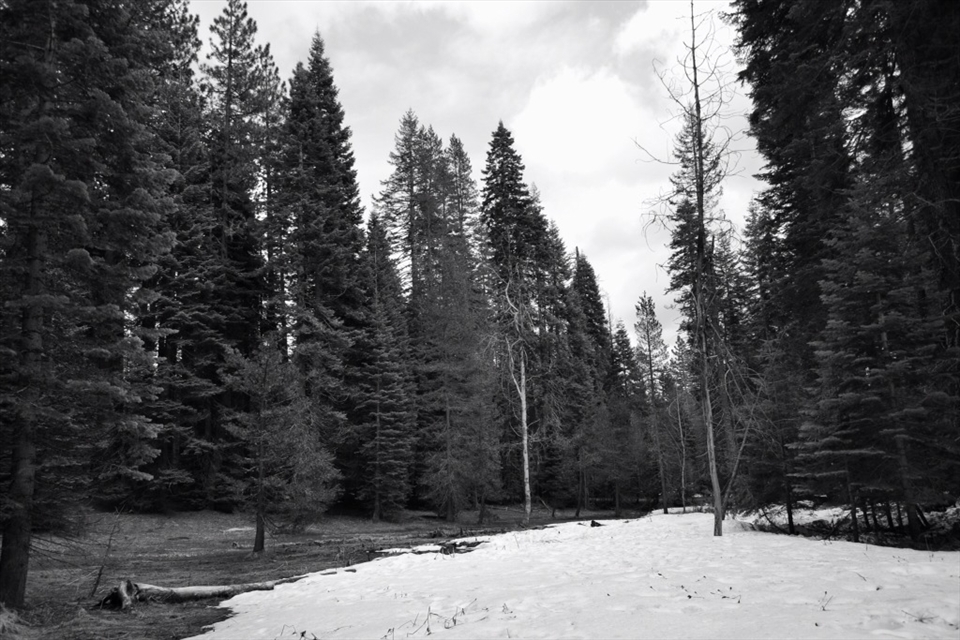 Snow Veil
During this trip we saw waterfalls, deer, burned Sequoias and, as portrayed in this picture, the last remains of a snowy season.