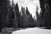 Snow Veil
During this trip we saw waterfalls, deer, burned Sequoias and, as portrayed in this picture, the last remains of a snowy season.: by lorenafranco, Views[225]