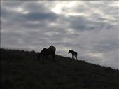 Wild Horses on top of Terevaka Volcano: by loreto, Views[196]