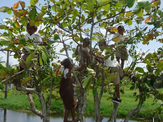 Monkeys (students) in a tree