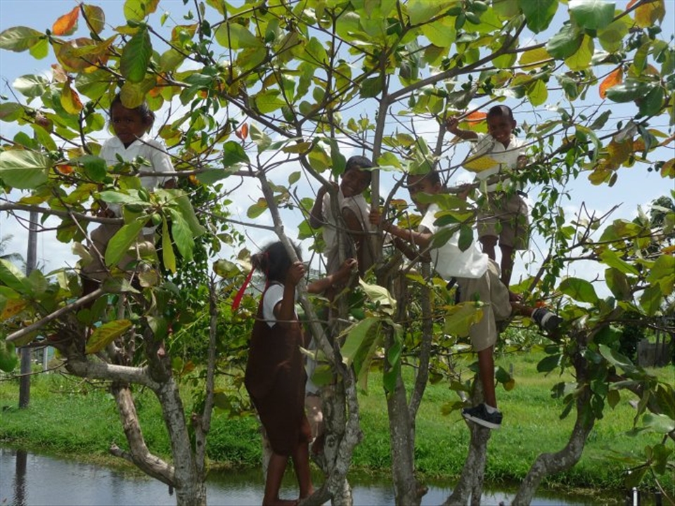 Monkeys (students) in a tree