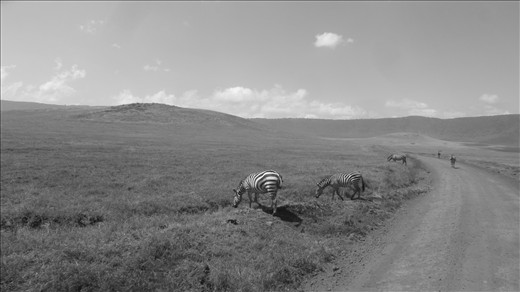 Zebras along the trail in the Ngorongoro Conservation Area