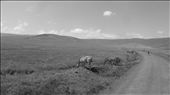 Zebras along the trail in the Ngorongoro Conservation Area: by lortarr, Views[367]