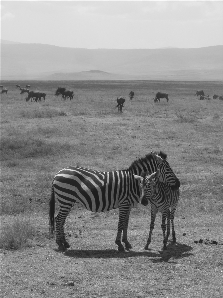 Tactile communication is important for bonding in zebras, especially with young.