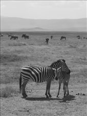 Tactile communication is important for bonding in zebras, especially with young.: by lortarr, Views[821]