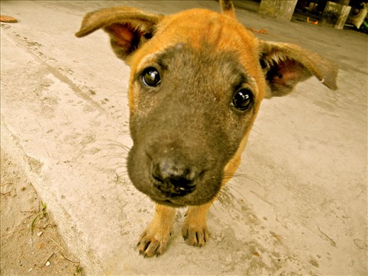A street puppy in a temple on 4000 Islands (Si Phan Don) in Laos.