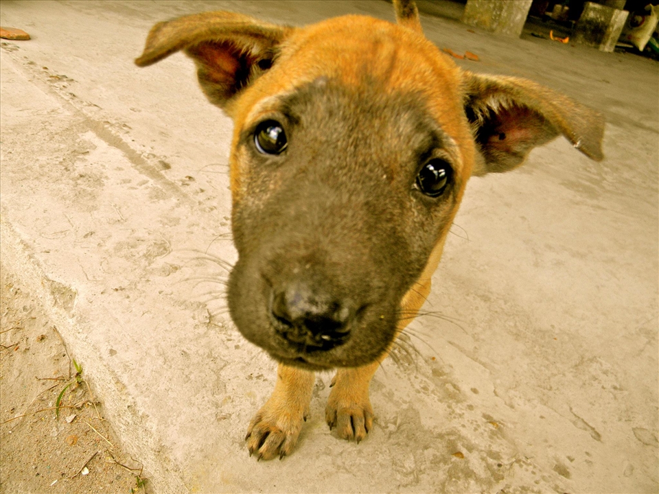 A street puppy in a temple on 4000 Islands (Si Phan Don) in Laos.