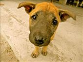 A street puppy in a temple on 4000 Islands (Si Phan Don) in Laos.: by lostandfoundtravels, Views[398]