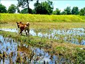 Stray dog playing in the paddies.: by lostandfoundtravels, Views[361]