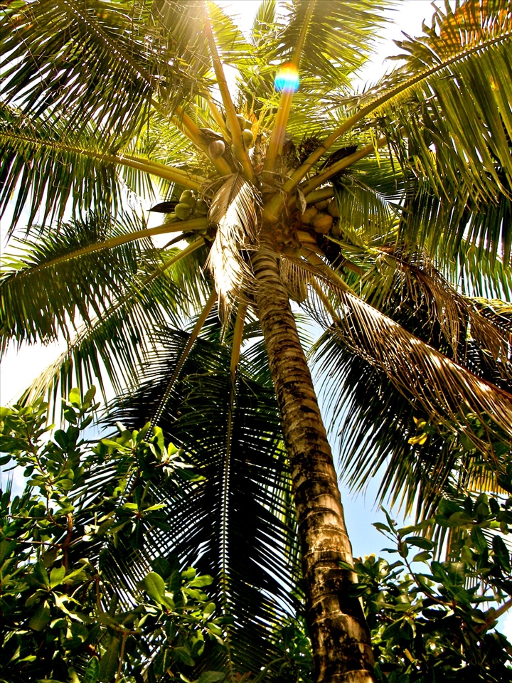 Palm Trees, Natures Tropical Umbrellas