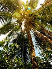 Palm Trees, Natures Tropical Umbrellas: by lostandfoundtravels, Views[336]