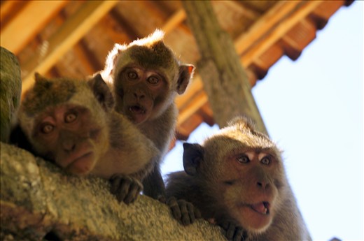 At Uluwatu Temple we saw loads of monkeys. One of them actually stole my favorite sunglasses. Bastard!